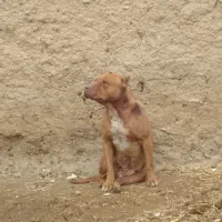 پیتبول نر و ماده شجره دار|سگ|مشهد, شهید رضوی|دیوار