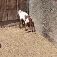 یک عدد بز سانن با کلر پاکستانی باکهره|حیوانات مزرعه|شیراز, شهرک مدرس|دیوار