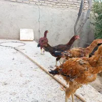 مرغ لاری فقط تربت حیدریه