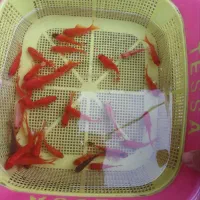 ماهی قرمز،گلدفیش،کوی|ماهی|خان ببین, |دیوار