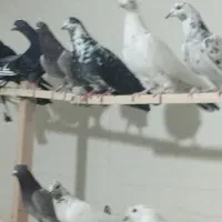 کفتر ی جای|پرنده|شهریار, شهرک امیریه|دیوار