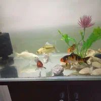 ماهی کوی نژاد دار|ماهی|کرج, فاز ۳ مهرشهر|دیوار