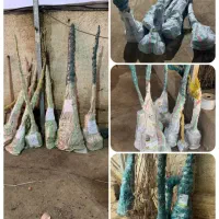 فروش نهال زرشک پفکی|خدمات باغبانی و درختکاری|فرخ‌شهر, |دیوار