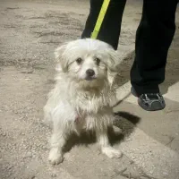 سگ بازیگوش معاوضه