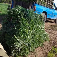 سبزی خوزستان