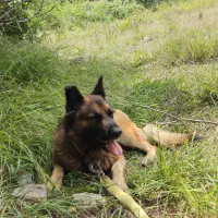 سگ ژرمن شپرد|سگ|قائمشهر, |دیوار