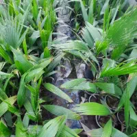 فروش نخل پالم واشنگتنی