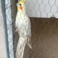 عروس هلندی نر