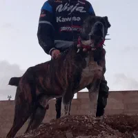 سگ افغان وارداتی