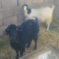 کفش بز چاق