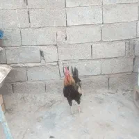 فروش خروس