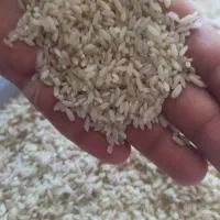برنج چمپا شش بهره
