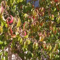 فروش یا معاوضه منزل ویلایی یک‌طبقه، فاز یک صدرا