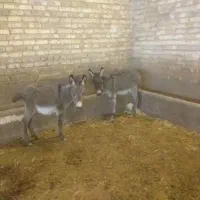 حیوان نر کره کوچیک|حیوانات مزرعه|رامند, |دیوار