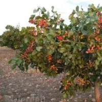 حرس درختان پسته شما