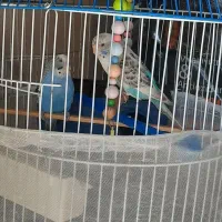 یک جفت مرغ عشق مولدهمراه با قفس