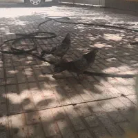 کبوتر
