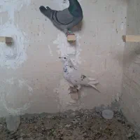 کفتر سرور|پرنده|شیراز, کوشک میدان|دیوار