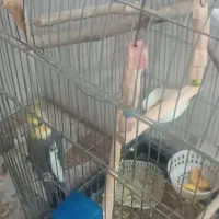 عروس هلندی جفت|پرنده|بهارستان, |دیوار