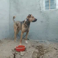 سرابی|سگ|ماهدشت, |دیوار