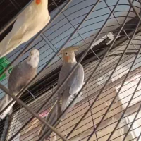 عروس هلندی مولد همراه یک جوجه