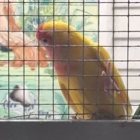 طوطی گم شده برزیلی|پرنده|جهرم, |دیوار