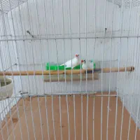 یک عدد فنچ سفید نژاد آلبینو|پرنده|بابلسر, |دیوار