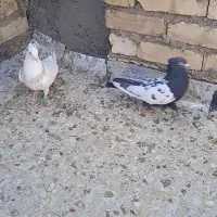 کبوتر رنگه جفت نر کاکولی