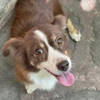 سگ اشپیتز|سگ|پردیس, فاز ۱|دیوار