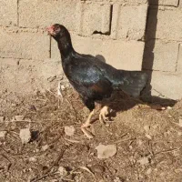 حراج مرغ لاری نسل استثنا