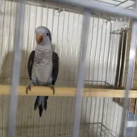 راهب بنفش ماده