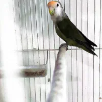 عروس هلندی رام و طوطی کوتوله نر معاوضه|پرنده|گلباف, |دیوار