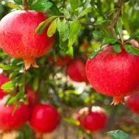 فروش انار قرمز