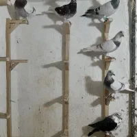 پوس پیازی و کشکی هوایی|پرنده|برازجان, |دیوار