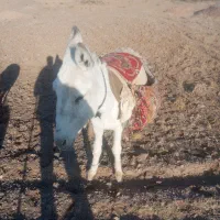 مچخر95000000 میلیون روستای تجرود|حیوانات مزرعه|تربتحیدریه, پائین ولایت|دیوار