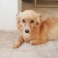 اشپیتز ماده
