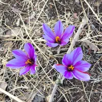 زعفران|عمده‌فروشی|اندیمشک, |دیوار