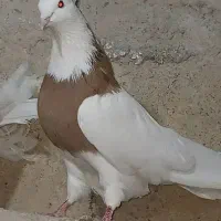 کفتر