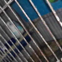 مرغ عشق تخم گذار|پرنده|رباط‌کریم, الارد|دیوار