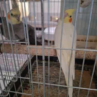 عروس هلندی|پرنده|مشکین‌دشت, |دیوار