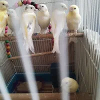 قناری پنج ماهه رنگ روشن