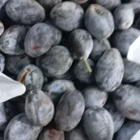 الو خرمایی هسته جدا بخارا رسیده مال ایلخچی هس