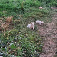 سگ پا کوتاه