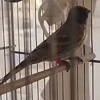 گلبسر|پرنده|کهریزک, |دیوار