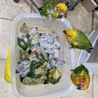 خورشیدی سانکانور سرلاکی  دانخور بردشاپ شاپرک عظیمی