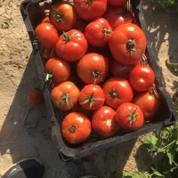 گوجه دو رنگ و قرمز