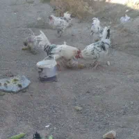 تخم مرغ نطفه دار گلین