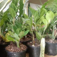 3 تا گل مقاوم وکم نور قیمت مناسب واستون شارژ کردیم