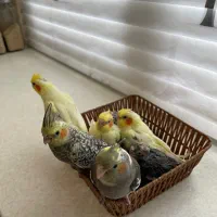 ۷ تا جوجه عروس سرلاکی و نرم خور|پرنده|کرج, کوی کارمندان جنوبی|دیوار