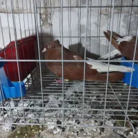 سرخ دم سفید